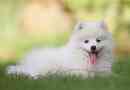 Câini albi mici - top 6 rase